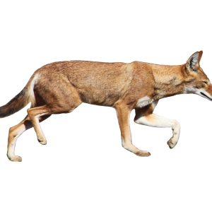Jackal, coyote PNG