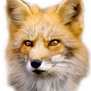 Fox PNG