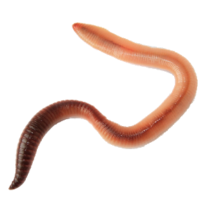 earthworm worm PNG