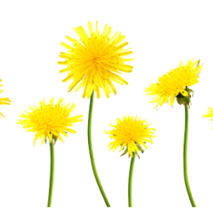 Dandelions PNG