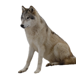 wolf png image, picture, download
