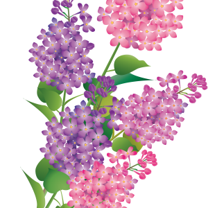 Lilac PNG