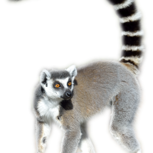 Lemur PNG
