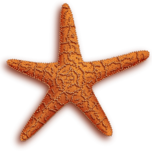 Starfish PNG