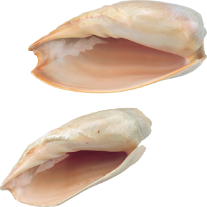 Seashell PNG