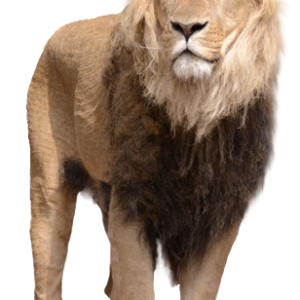Lion PNG