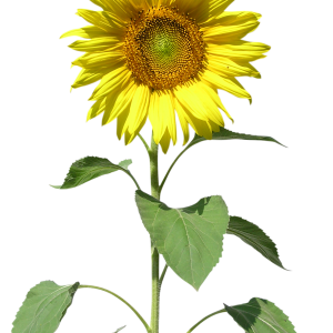 Sunflower PNG
