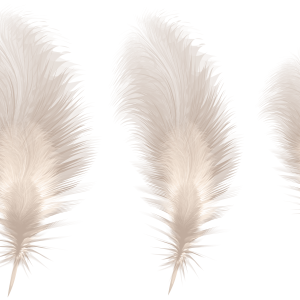 3 feathers PNG