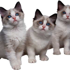 3 kittens cat PNG