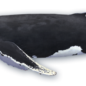 Whale PNG
