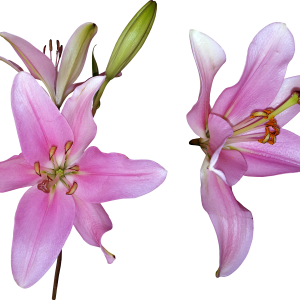 Lilium PNG