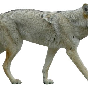 Jackal, coyote PNG