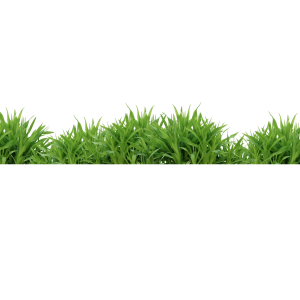Grass PNG