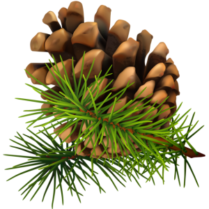 Pine cone PNG