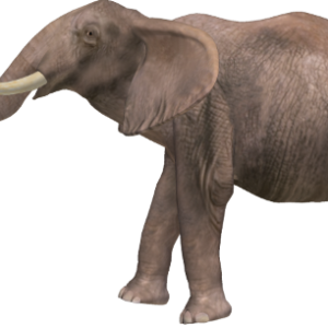 Elephant PNG