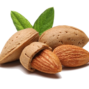 Almond PNG