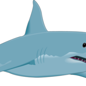 Shark PNG image