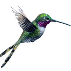 Hummingbird PNG