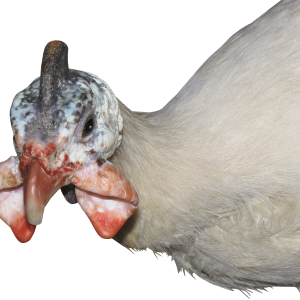 Turkey bird PNG