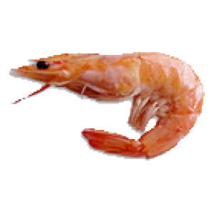 Shrimps PNG