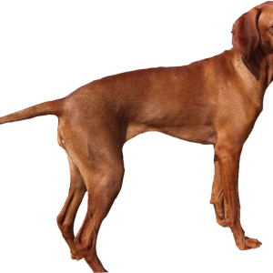 Dog PNG