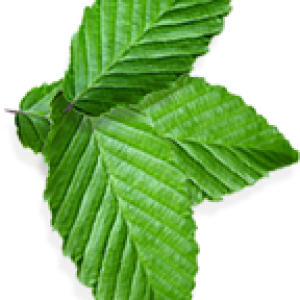 Pepermint PNG