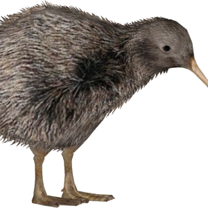 Kiwi bird PNG