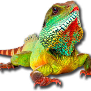 Iguana PNG