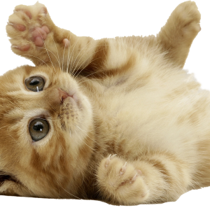 Kitten playing PNG