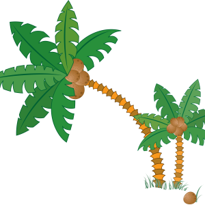 Palm tree PNG