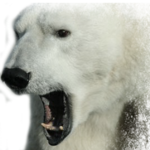 Polar white bear PNG