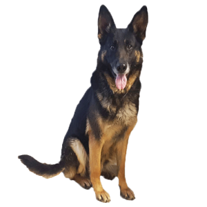 German Shepherd PNG