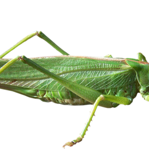 Grasshopper PNG