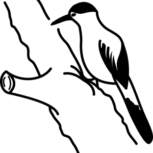 Woodpecker PNG