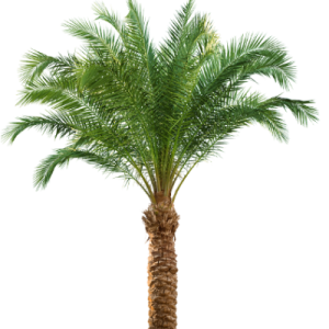 Palm tree PNG