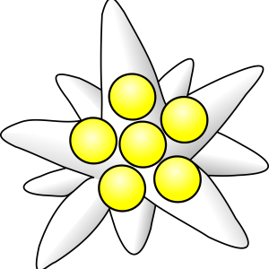 Edelweiss PNG