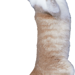 Cat playing with PNG