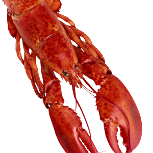 Lobster PNG