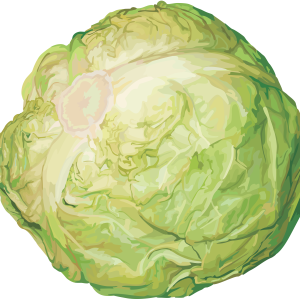 Cabbage PNG