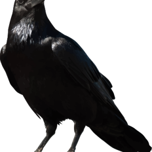 Raven PNG