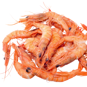 Shrimps PNG image