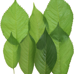 Green leaf PNG