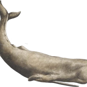 Sperm whale PNG cachalot