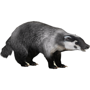 Badger PNG