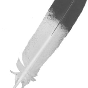 Feather PNG