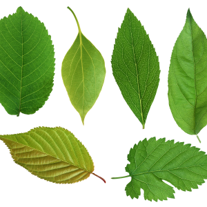 Green leaf PNG