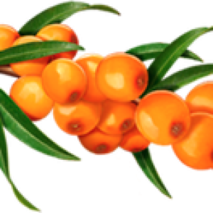 Sea buckthorn PNG