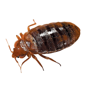 Bed bug PNG