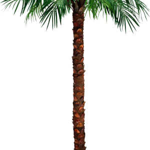 Palm tree PNG