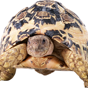 Turtle PNG